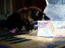 Taz (4) * 2048 x 1536 * (690KB)